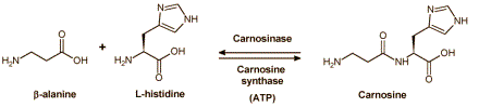 beta-alanine-vs-carnosine1